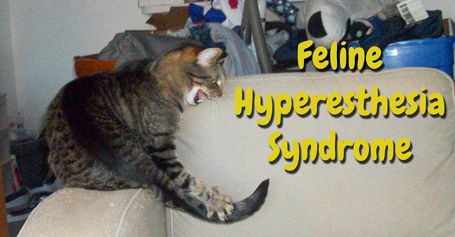Disse quirks kan være tegn på noe som kalles Feline Hyperesthesia Syndrome