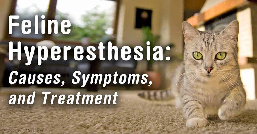 Feline hyperestesi syndrom symptomer