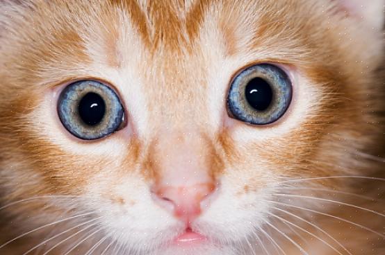En katts syn ligner på et menneske som er fargeblind