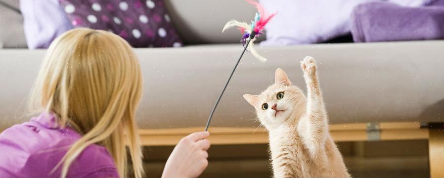 Visste du at en katts luktesans er 14 ganger sterkere enn et menneskes