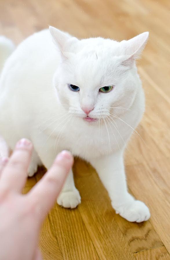 Katter slikker forføttene etter mat