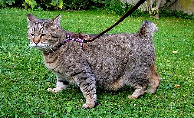 Pixie-bob-rasen ble akseptert i International Cat Association som en innfødt ny rase i 1995