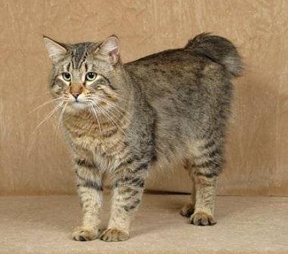 En legende katt er resultatet av en naturlig forekommende parring av en europeisk bobcat med en huskatt