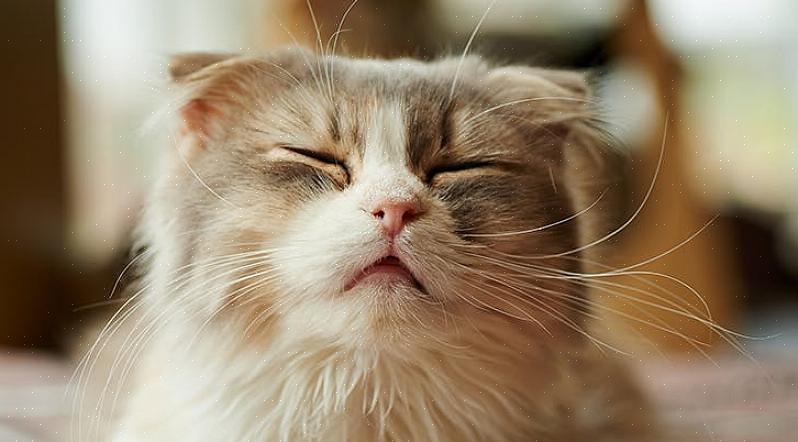 Støvete og/eller duftende søppel kan få katter til å nyse
