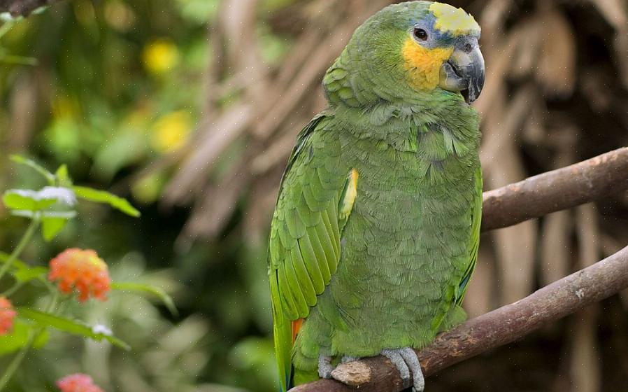 En Amazonas papegøye er en klassifisering av flere forskjellige typer papegøyer som opprinnelig kommer fra