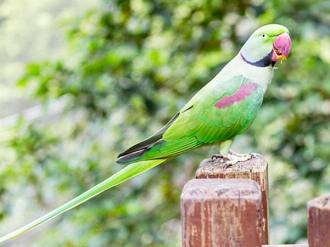 Hvordan lære fuglen din å snakke Amazon papegøye farger