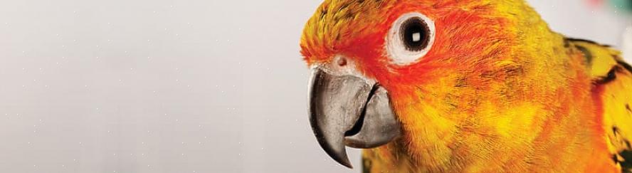 Du kan merke at papegøyen din tygger fjærene eller går så langt som å skade sin egen hud