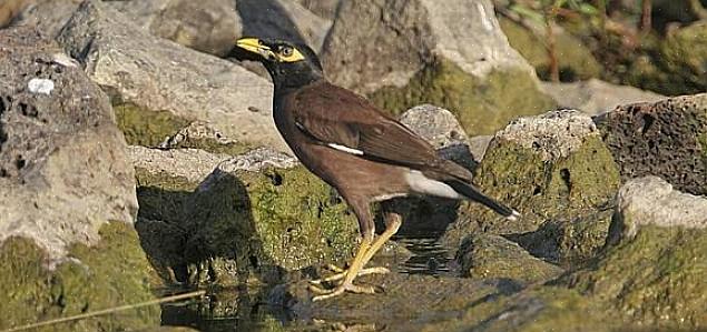 Je jedným z najinváznejších druhov vtákov na svete