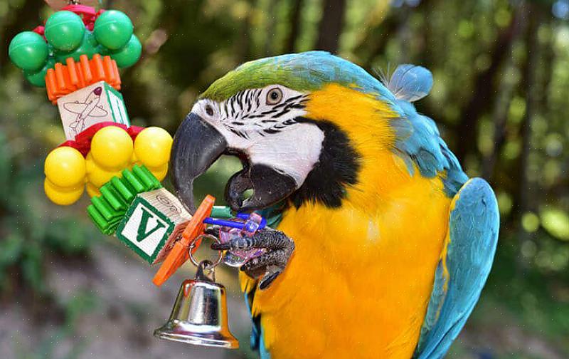 Eksperter sier nå at leker for fuglene dine er like viktige som ernæringen deres