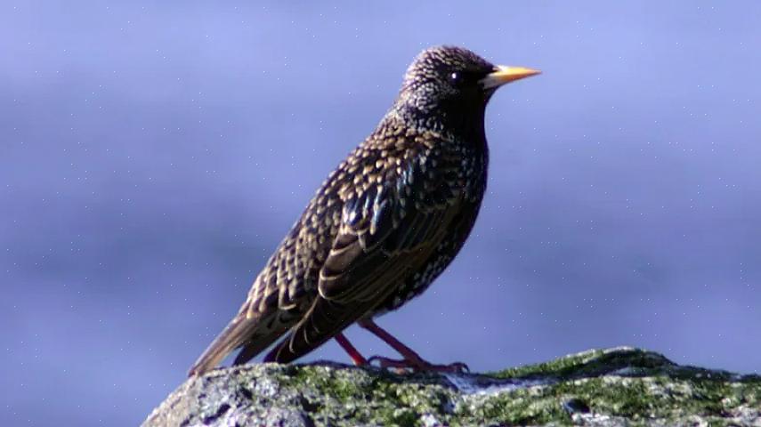 Er en av de mest utbredte ville fuglene i Nord-Europa