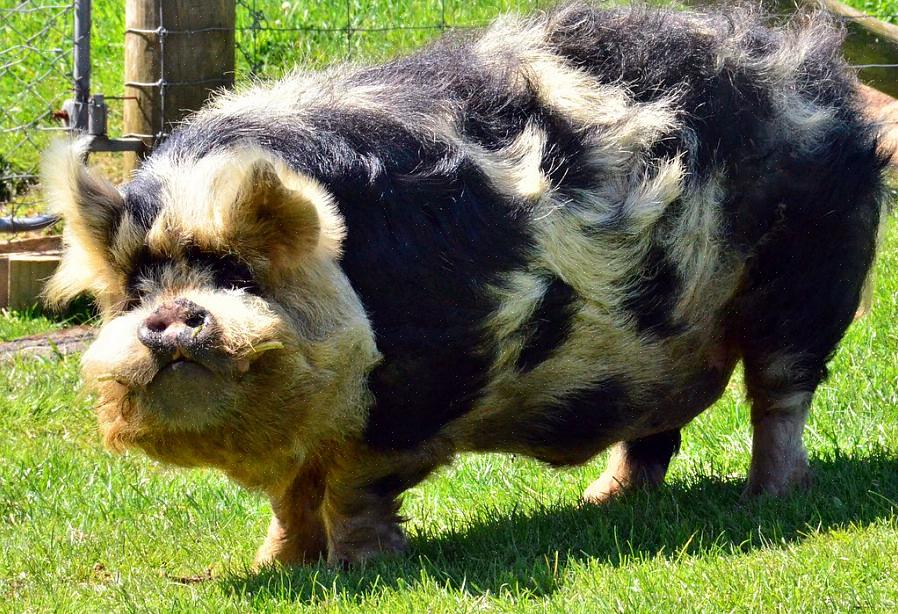 Kunekune-griser er kanskje ikke like populære som grytegriser