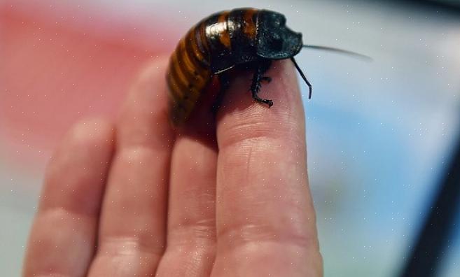 Kommer den susende kakerlakken fra Madagaskar ganske nær