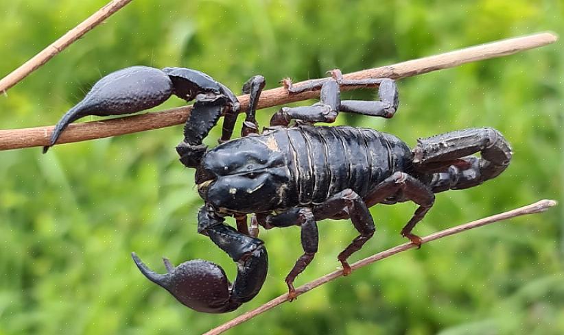 Er her åtte skorpionarter som kan holdes som kjæledyr