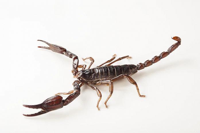 For nybegynnere er den mest universelt anbefalte skorpionarten å holde som kjæledyr keiserskorpionen
