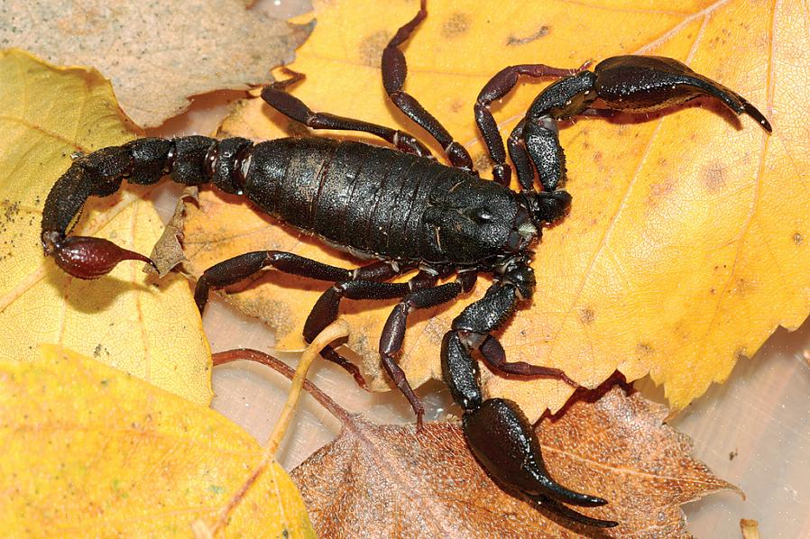 Keiserskorpioner er ikke spesielt farlige sammenlignet med andre skorpionarter