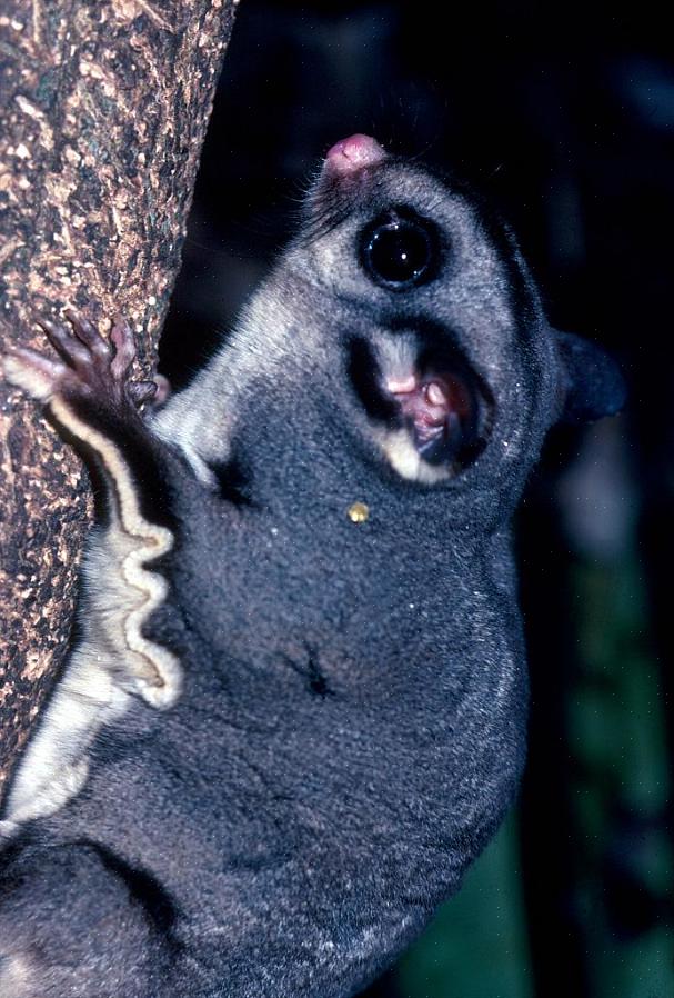 Cukorové klzáky sú obľúbené exotické domáce zvieratá (považované za akékoľvek domáce zviera