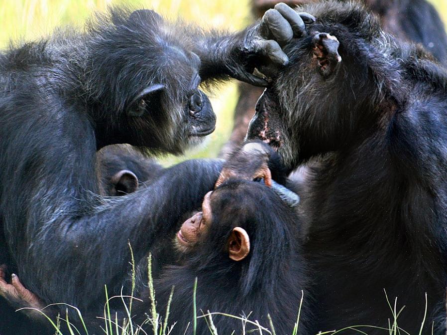 Oppfører kjæledyrsjimpanser seg fortsatt som ville dyr