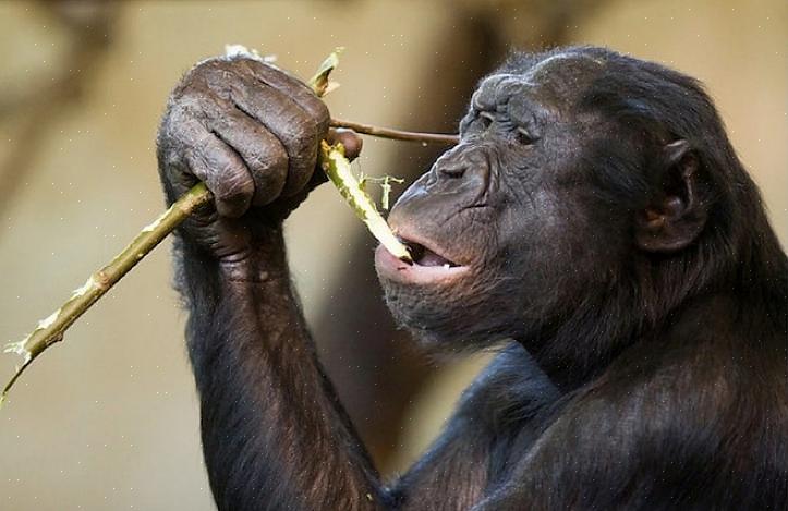 For eksempel er vaksinasjonskampanjer på plass i Afrika for å beskytte ville sjimpansebestander mot