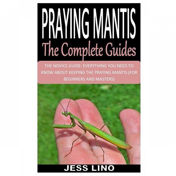 Hvis du er interessert i en praying mantis for kjæledyr
