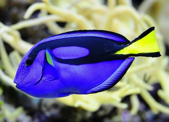 Το Pacific Blue Tang έγινε γνωστό με την κυκλοφορία της ταινίας «Finding Nemo»