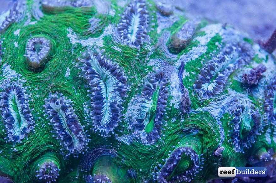 På den annen side ser det ut til at mange koraller trives i et akvarium uten et spesifikt fôringsregime