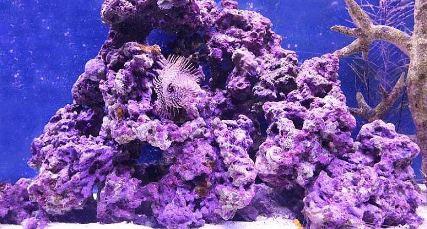 Napríklad dodávatelia živých skál opisujú svoje tichomorské živé skaly ako „v skutočnosti kusy koralových