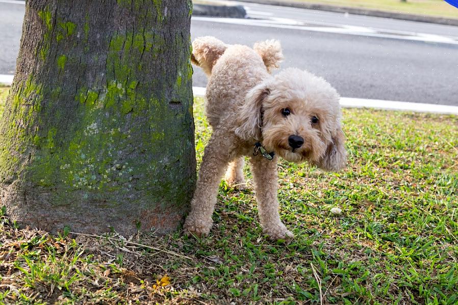 Velg et hundepottested utenfor de høytrafikkede områdene i hagen din