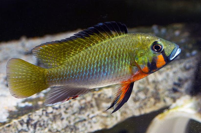 Hvis du er interessert i lignende fisk til akvariet ditt eller fisk som er kompatible med egyptiske