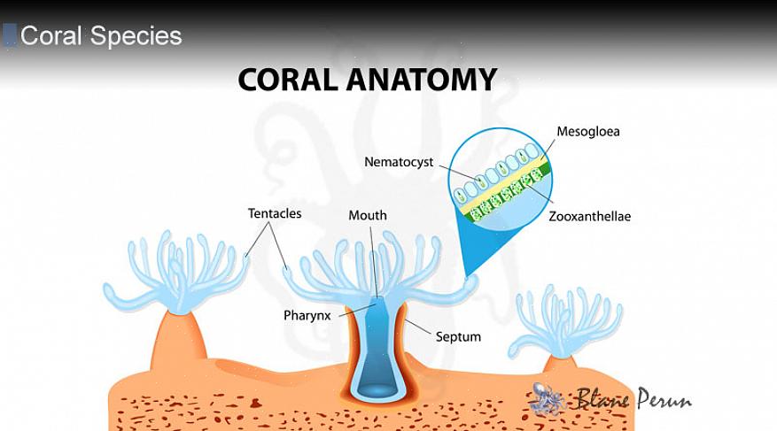 Mäkké koraly) si môžu vyberať potravu skôr na základe veľkosti planktónu ako jeho zloženia