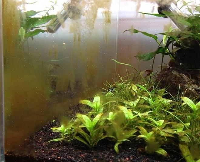 I et ferskvannsakvarium kan du legge til en sugefisk som lett spiser brunalger