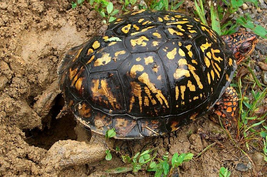 Må du prøve å finne en boksskilpadde som er oppdrettet i fangenskap