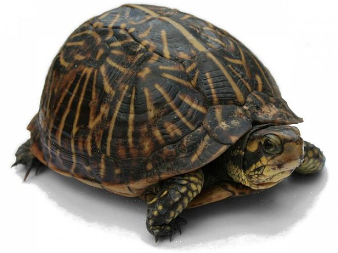 Utsmykkede boksskilpadder er en av de mest populære skilpaddeartene å holde som kjæledyr