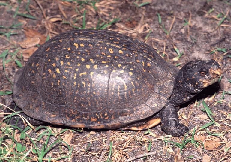 Gulf Coast boksskilpadder er vanligvis ikke egnede kjæledyr for små barn eller for nye kjæledyreiere