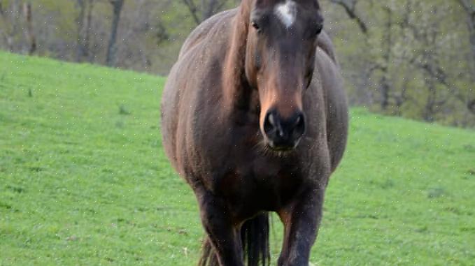 Begrepet sunnhet eller "en sunn hest" refererer ikke til en skapnings sutrete