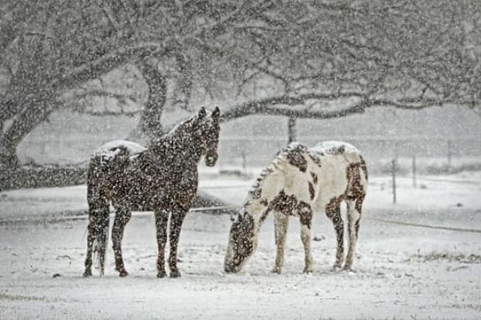 Å reise gjennom snø kan være hardt arbeid for en hest