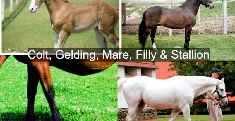 Hesteveddeløpsverdenen har en strengere definisjon av ordet "fole"