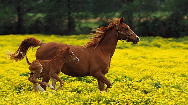 En veldig ung hest kan kalles et "folføll" eller "foleføll."
