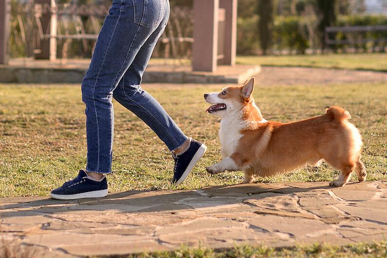 På baksiden kan hunden din følge deg rundt fordi du er "The Bringer of Good Things."