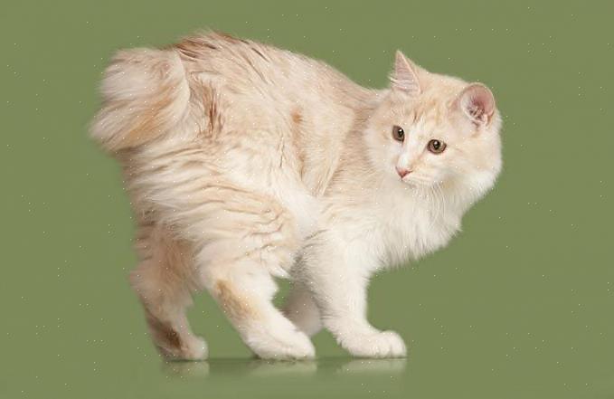 Kurilian Bobtail-katten er en russisk katterase kjent for sitt ville utseende