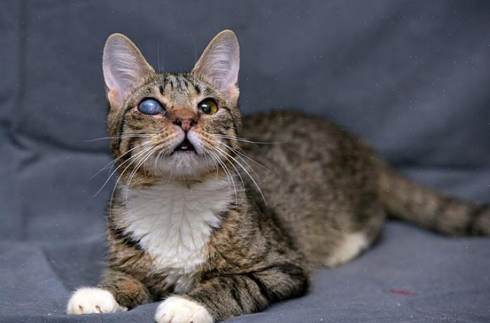 Sekundær glaukom er den vanligste formen for glaukom sett hos katter