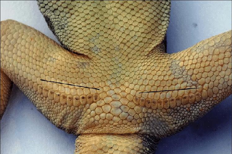 Femorale porer hos reptiler har flere formål