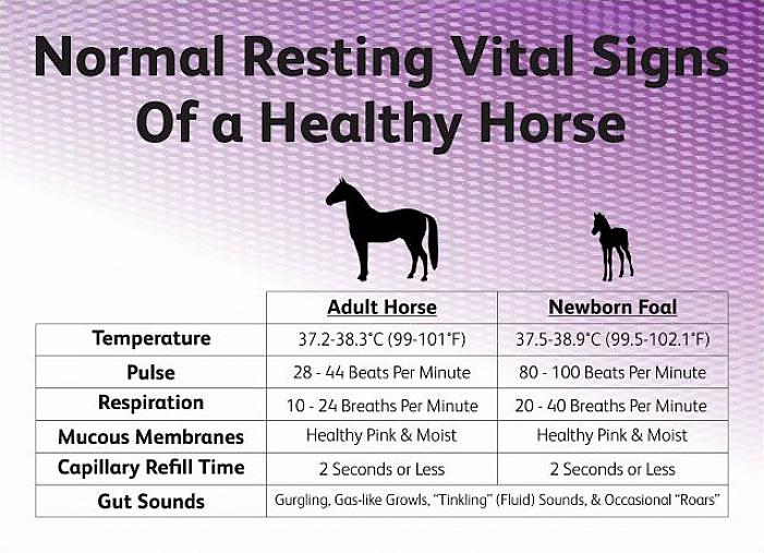 Je nevyhnutné poznať normálny pulz vášho koňa