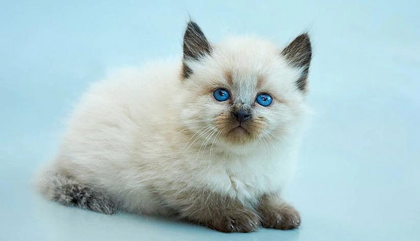 Chat Balinais siamois Poil Long Profil De Race De Chat
