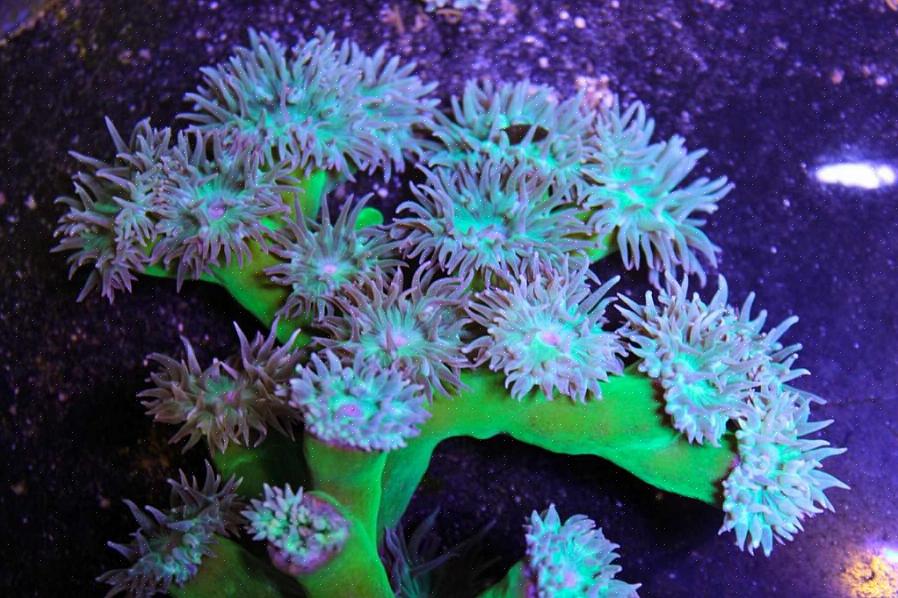 Whisker-korall eller duncanops-korall