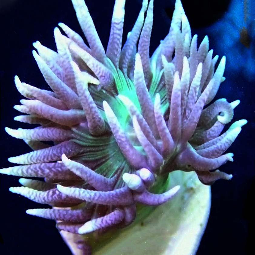 Hvordan ta vare på duncan-korallen din