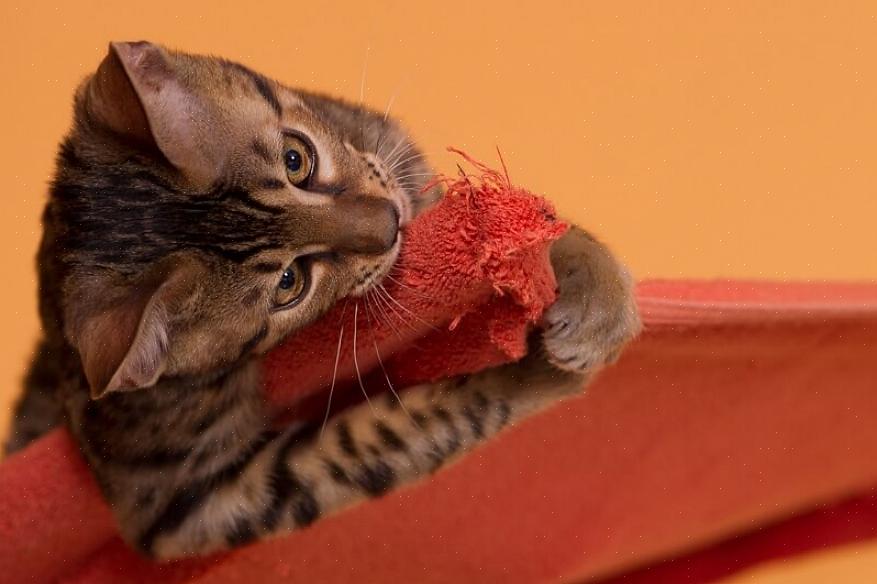 Lær om 10 merkelige katteatferder
