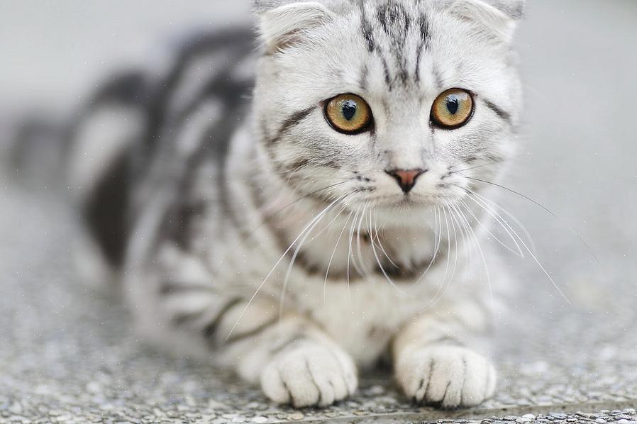 Disse 12 rasene er de mest populære kattene for kattelskere over hele verden