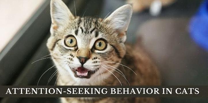 Noen ganger kan det som kan virke som et "atferdsproblem" være helt normal oppførsel hos en gitt katt