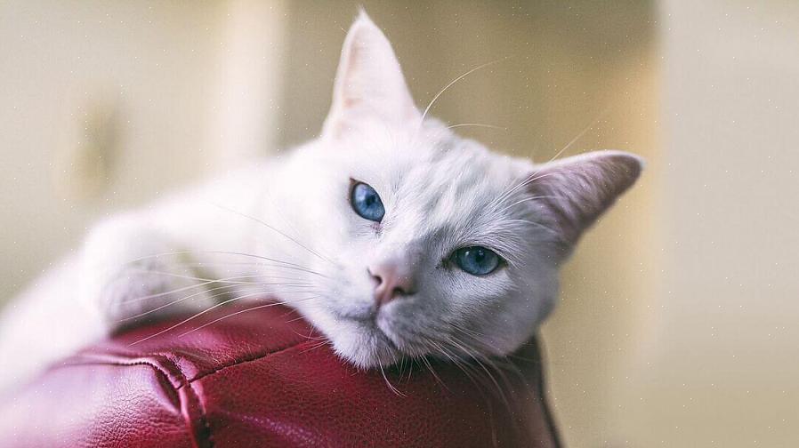 De samme genetiske faktorene som gir hvite katter deres snødekte pels