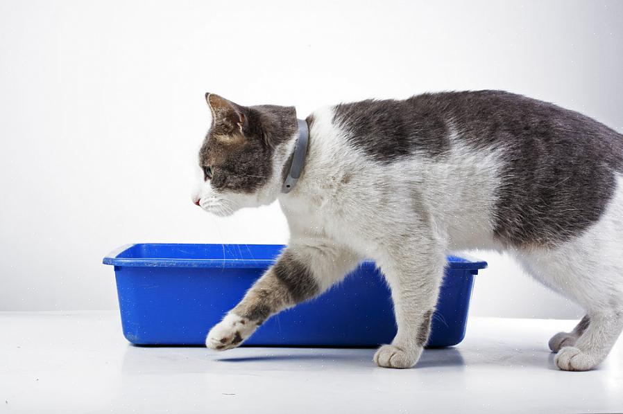 Hvis du oppdager større eller flere urinklumper i kattens søppelkasse